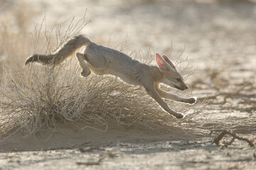Cape fox running around in the dust of the Kalahari Desert