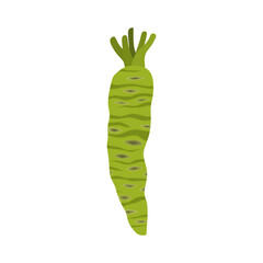 fresh wasabi root flat design vector illustration isolated on white background. Can use for asian food, spice spicy, asia herb, japan, vegetable. raw wasabi for japanese food Condiments for sushi