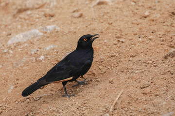 Pale-winged starling looking for food on arid ground