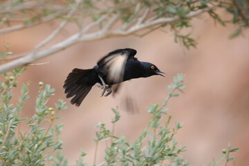 Pale-winged starling flying out of a tree