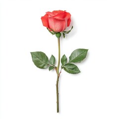 Red rose with leaves, isolate on white background.