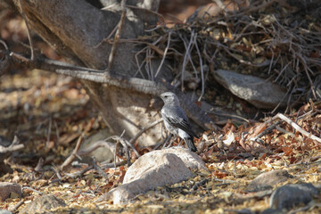Mountain wheatear at a tree while looking for food