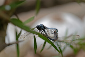 Close-up of dragonfly mating