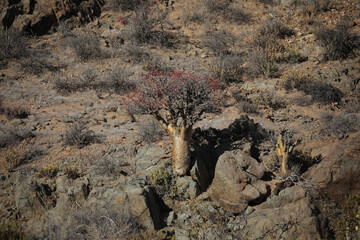 Tree growing at the base of a arid mountain