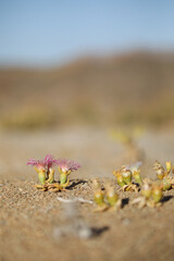 Small pink flowers of succulents growing in arid land