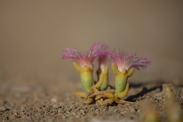 Small pink flowers of succulents growing in arid land