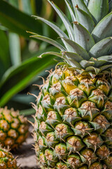 close up of pineapple
