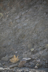 Tree growing at the base of a arid mountain