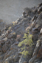 Tree growing at the base of a arid mountain