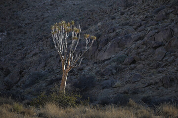 Rare quiver tree growing at a rocky arid mountain