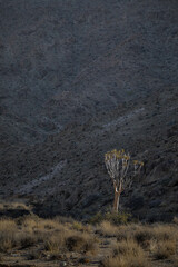 Rare quiver tree growing at a rocky arid mountain