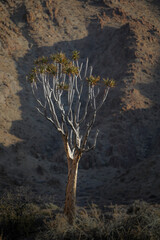 Rare quiver tree growing at a rocky arid mountain