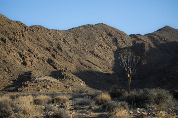 Rare quiver tree growing at a rocky arid mountain