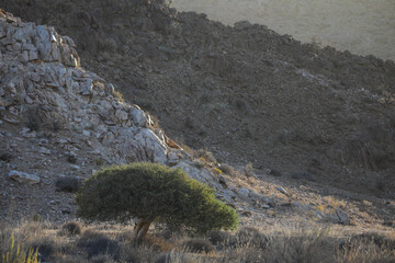 Tree growing at the base of a arid mountain