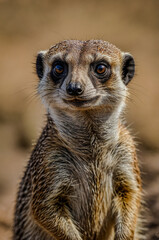 Fototapeta premium meerkat on the lookout