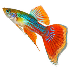 Guppy Fish Isolated on Transparent Background Small Colorful Freshwater Aquarium Pet