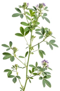 branch of alfalfa