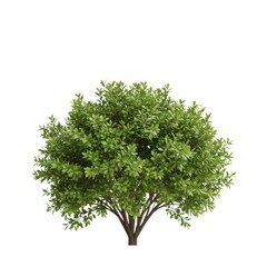 Obraz premium Lush green shrub isolated on white background