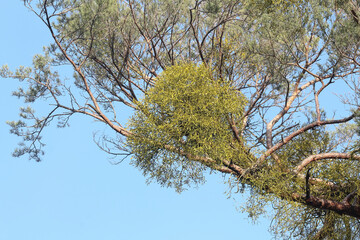 Büschel von Weißbeerigen Misteln hängen an Nadelbäumen, Kiefern, Viscum album 