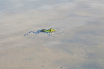 Ein Teichfrosch, Grünfrosch schwimmt im Wasser, Pelophylax esculentus