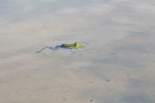 Ein Teichfrosch, Gr&uuml;nfrosch schwimmt im Wasser, Pelophylax esculentus