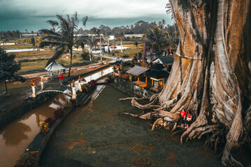 Aerial view on 700 Years old Bayan Ancient Tree with active lifestyle travel people seating on big...