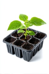 Seedling tray isolated on a pure white background