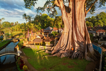 Aerial view on 700 Years old Bayan Ancient Tree with active lifestyle travel people seating on big...