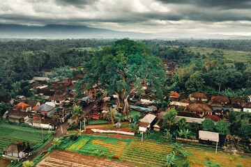 Biggest tree Bali Bayan Ancient Tree - 700 years old tree with more than 50 meters tall on...