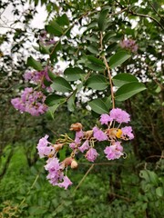Fototapeta premium pink and white flowers