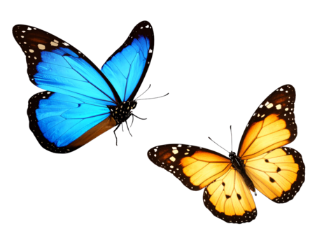 Colorful butterflies in vibrant hues flying gracefully.