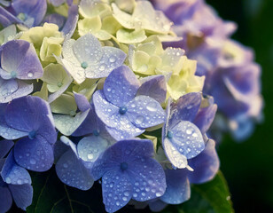 Macro of raindrops on hydrangea petals, natural daylight