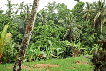 Many different green trees and plants growing outdoors