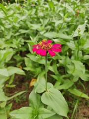red flower in the garden