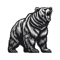 Obraz premium Bear Roaring Engraving black white