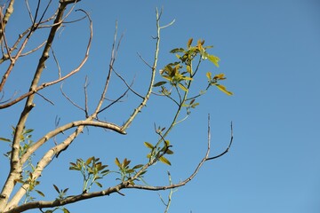 Tree with green leaves against blue sky, closeup