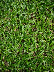 green grass background