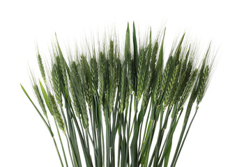 Beautiful green wheat spikes isolated on white