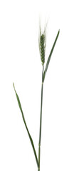 Beautiful green wheat spike isolated on white