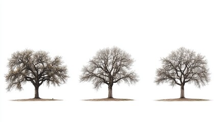 Fototapeta premium Bare Trees Winter Landscape.