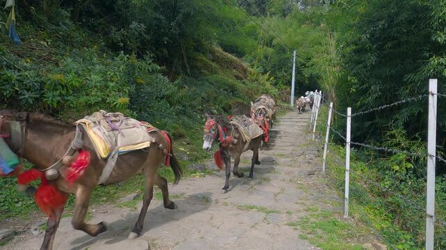 A pack of mules running along a stone-paved trail in a serene mountain forest. Surrounded by dense greenery and vibrant foliage.