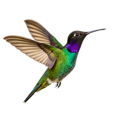 Hummingbird in Flight Isolated on Transparent Background High-Resolution Bird Photography