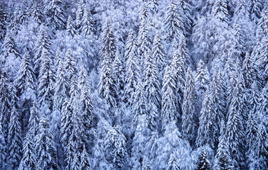 the forest covered with snow and ice after a very cold night
