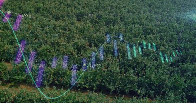 Drone rising over orchard candlestick bars morphing purple to green line graph showing crop trends