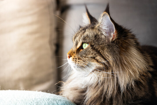 Seitliches Katzenportrait im Lichtschein!