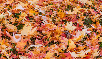 autumn wallpapers with the colors of that beautiful season