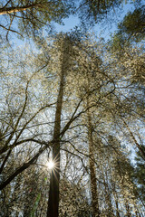 Europa, Deutschland, Mecklenburg-Vorpommern, Mecklenburgische Seenplatte, M&uuml;ritz Nationalpark, Bl&uuml;hender Baum zwischen Kiefern mit Sonnenstern