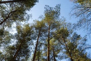 Deutschland, Mecklenburg-Vorpommern, Mecklenburgische Seenplatte, Müritz Nationalpark, Kiefernwald aus der Froschperspektive