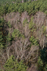 Europa, Deutschland, Mecklenburg-Vorpommern, Mecklenburgische Seenplatte, Müritz Nationalpark, Mischwald mit Birken und Kiefern, Ausblick vom Käflingsbergturm