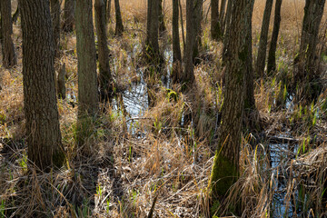 Baumstämme und Schilfrohr im Sumpf, Müritz Nationalpark, Mecklenburgische Seenplatte, Mecklenburg, Mecklenburg-Vorpommern, Deutschland, Europa